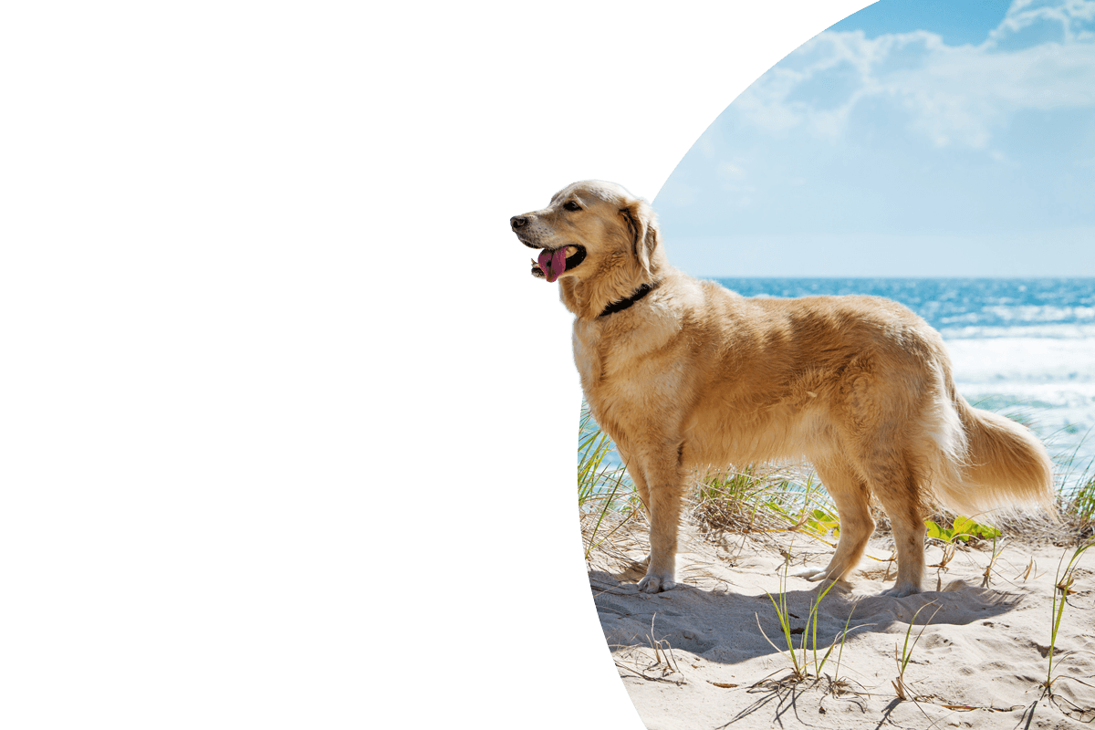 dog-image